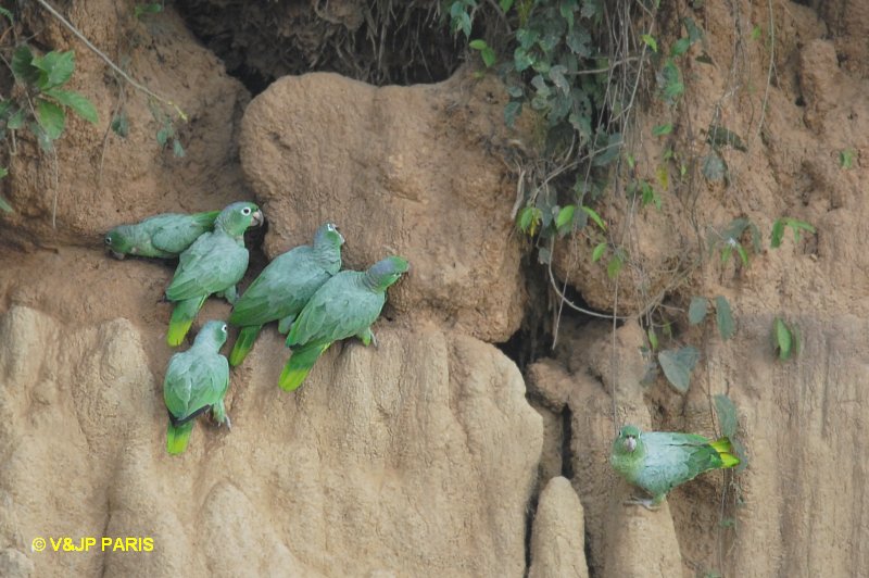 Amazona farinosa