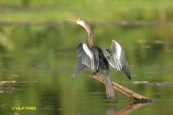 Anhinga d'Amérique