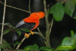 Coq-de-roche péruvien