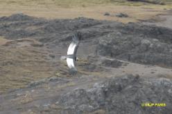 Condor des Andes