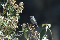 Taurillon gris