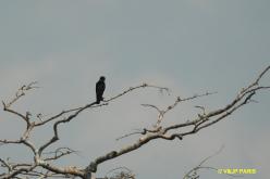 Faucon des chauves-souris