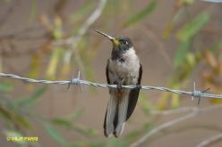 Colibri noble