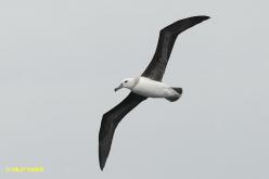 Albatros à sourcils noirs