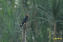 Caracara noir