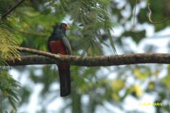 Trogon à queue noire