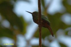 Jacamar à couronne bleue