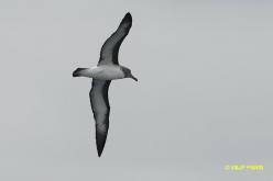 Albatros de Buller