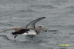 Albatros des Chatham