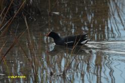 Gallinule poule-d'eau
