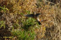 Colibri géant
