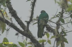 Quetzal doré