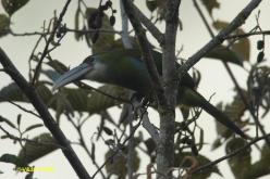 Toucan bleu