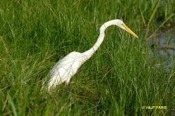 Grande Aigrette