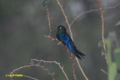 Colibri à ailes saphir