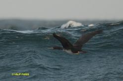 Cormoran de Bougainville