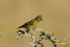 Chardonneret de Magellan