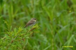 Dormilon fluviatile