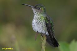Colibri grivelé
