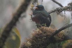 Trogon masqué