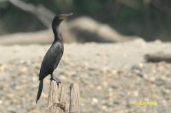 Cormoran vigua