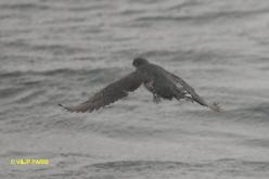 Puffinure de Garnot