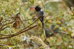 Colibri cora