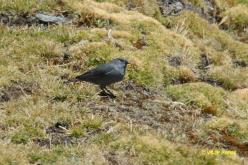 Phrygile gris-de-plomb