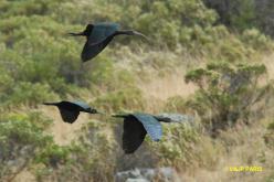 Ibis de Ridgway