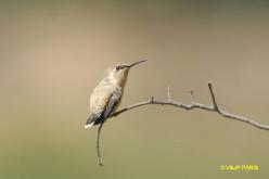 Colibri fanny