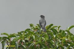 Cotinga à huppe rouge