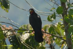 Caracara à gorge rouge