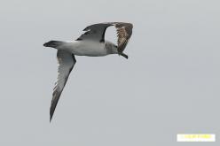 Albatros de Salvin