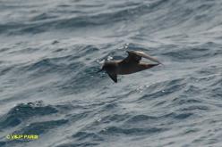 Puffin fuligineux