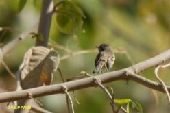 Tyranneau passegris