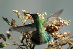 Colibri anaïs