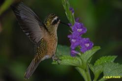 Colibri moucheté