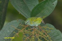 Calliste syacou