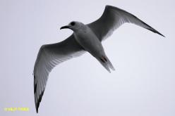 Mouette à queue fourchue
