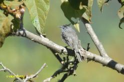 Taurillon mésange