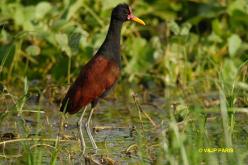 Jacana noir