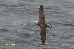 Albatros des Galapagos