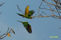 Conure pavouane