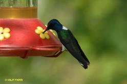 Colibri jacobin
