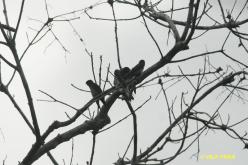Hirondelle à cuisses blanches