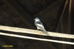 Hirondelle à ailes blanches
