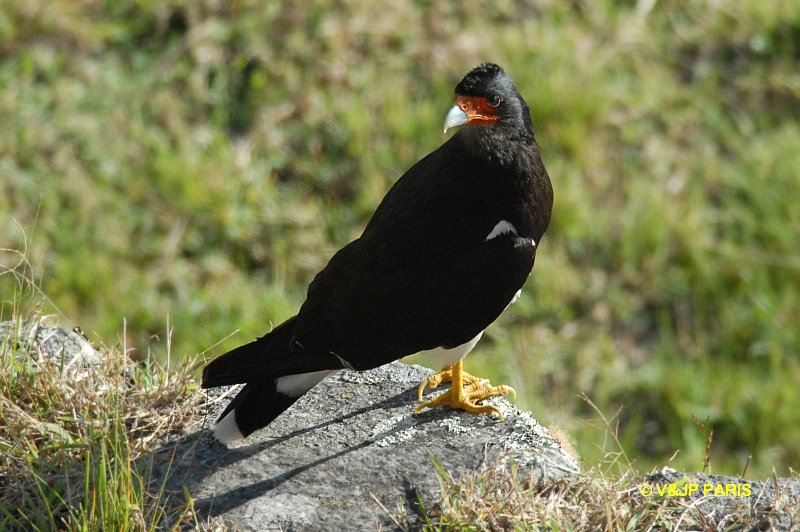 Phalcoboenus megalopterus