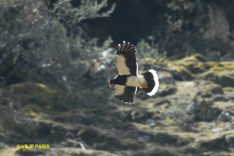 Phalcoboenus megalopterus