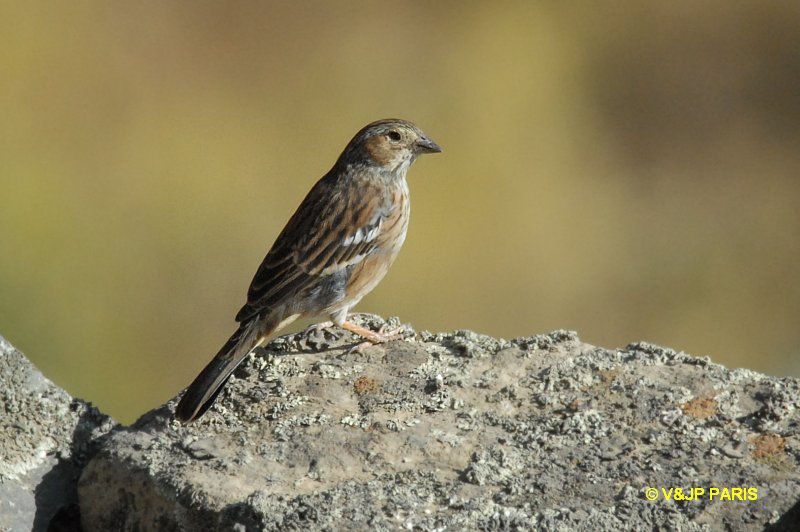 Phrygilus fruticeti