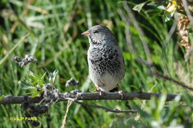 Phrygilus fruticeti